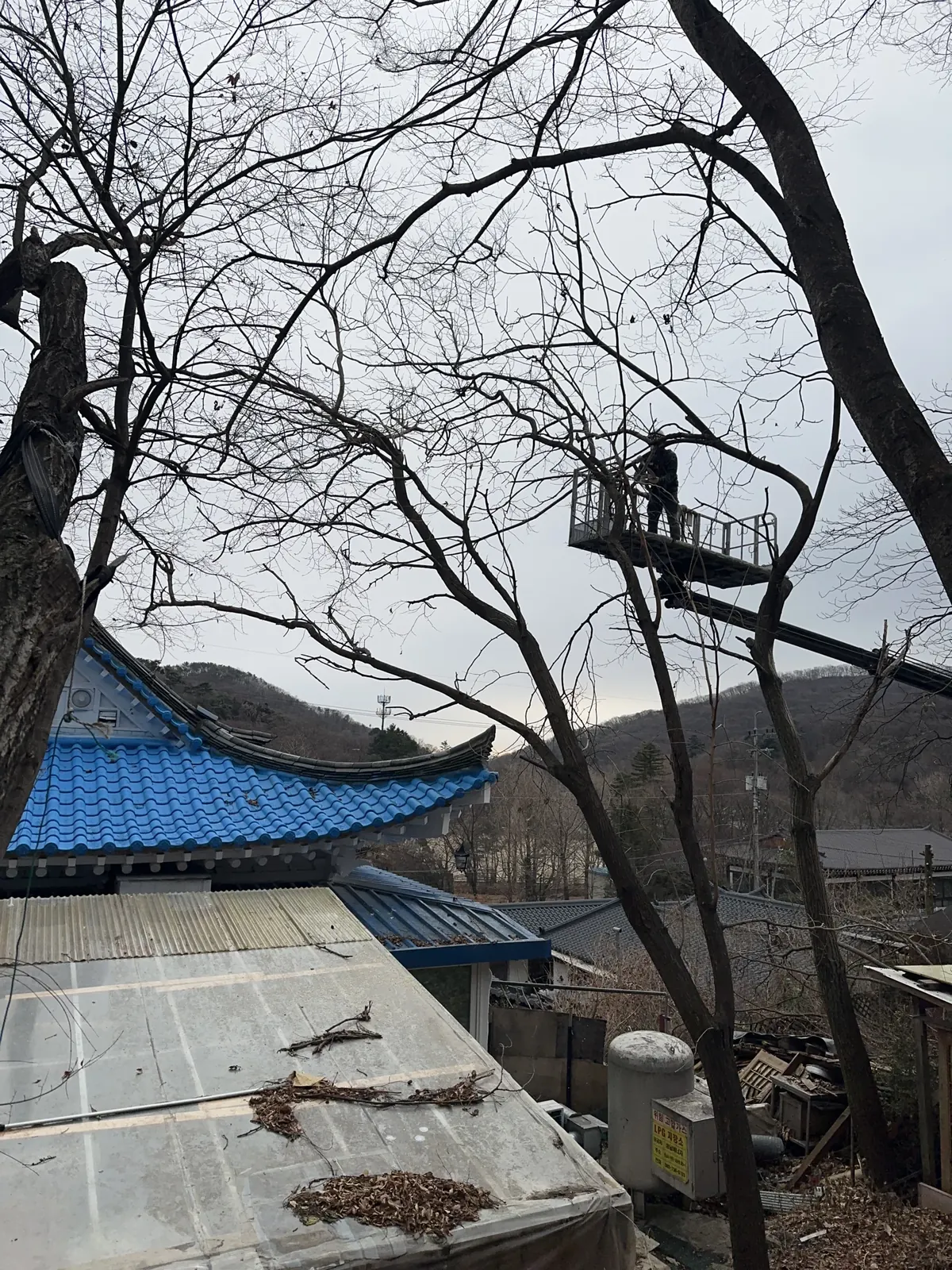 고소작업차 바스켓에 탑승한 작업자가 전통건물 지붕 옆 나무 가지를 정리하는 모습