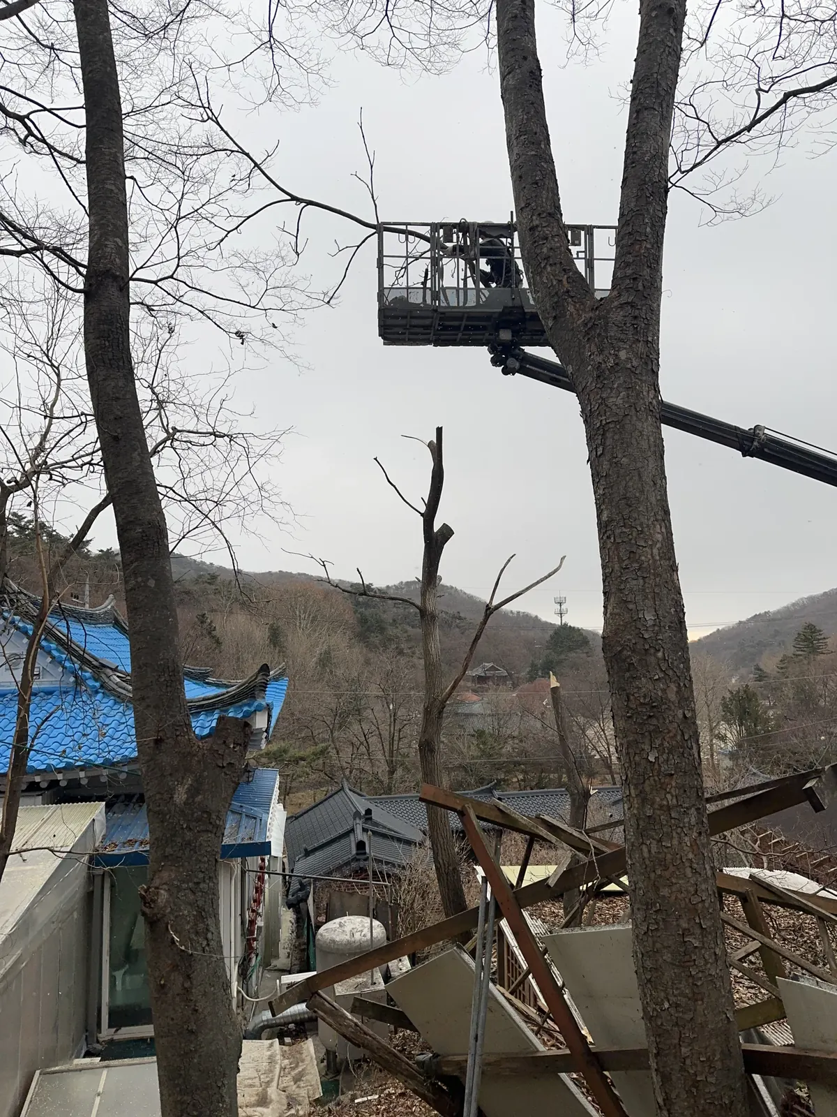 가지치기가 진행된 나무와 고소작업차 붐이 지붕 옆에 자리한 모습