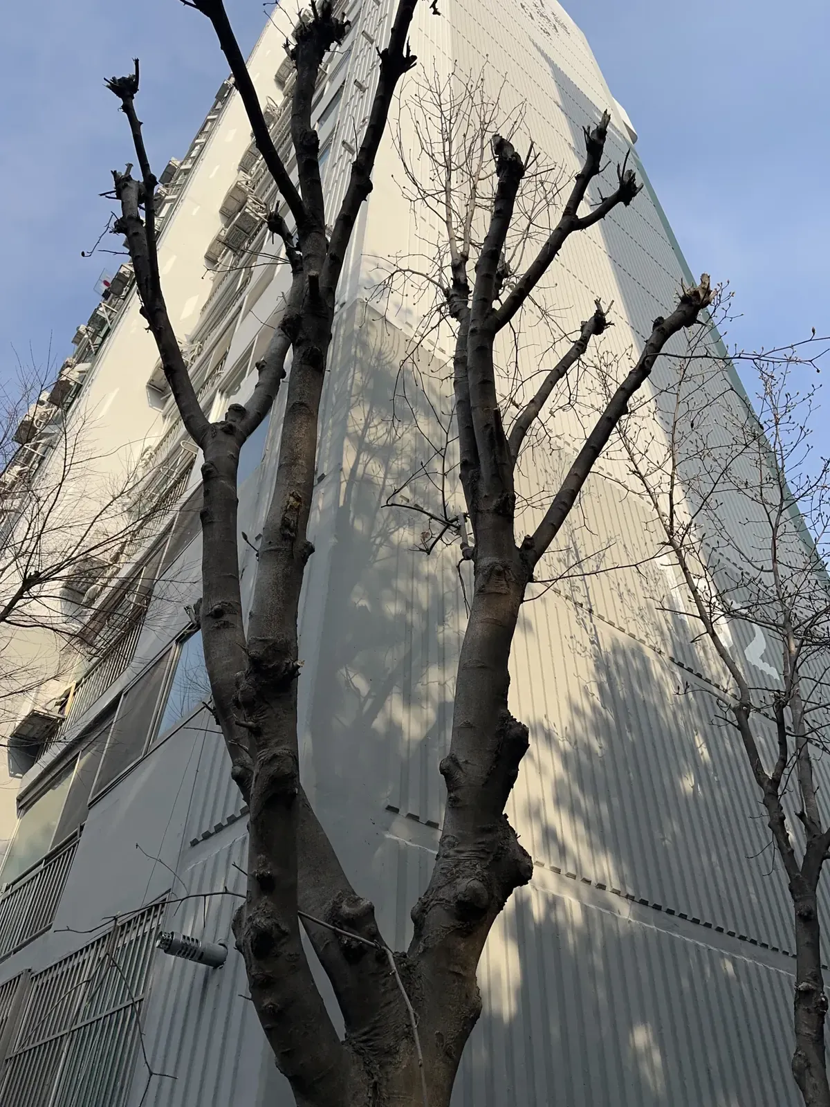 굵은 가지 중심으로 가지가 정리된 나무를 올려다본 작업 후 모습