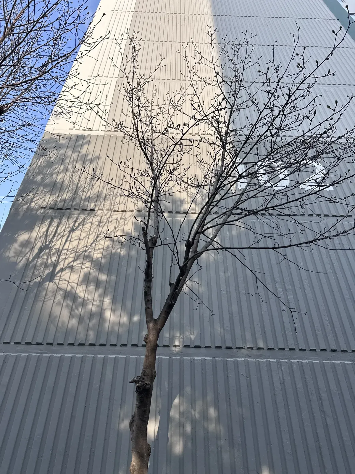 아파트 외벽 앞에 가지가 넓게 뻗은 나무가 서 있는 작업 전 모습