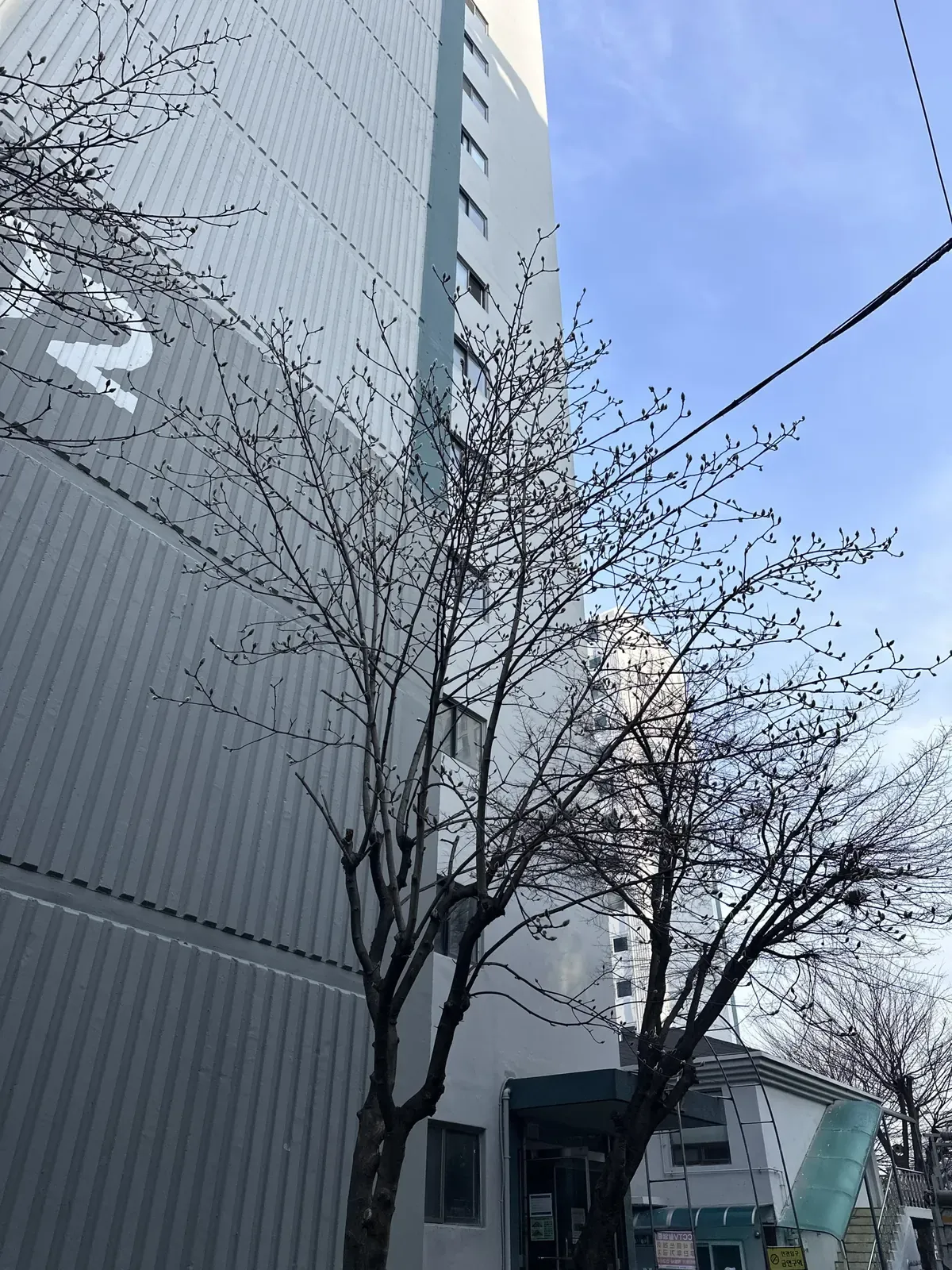 아파트 외벽과 전선 가까이 가지가 뻗은 나무의 작업 전 모습