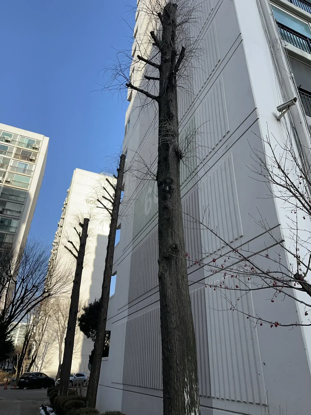 아파트 건물 외벽 바로 옆에 가지가 거의 없는 높은 나무 줄기가 서 있는 모습