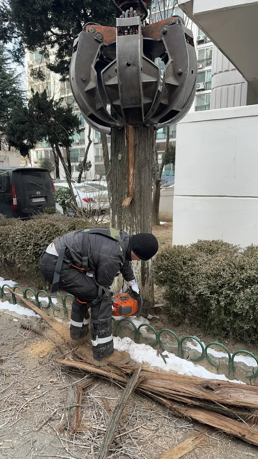 그랩쏘가 나무 밑동을 붙잡은 상태에서 작업자가 체인톱으로 절단하는 모습