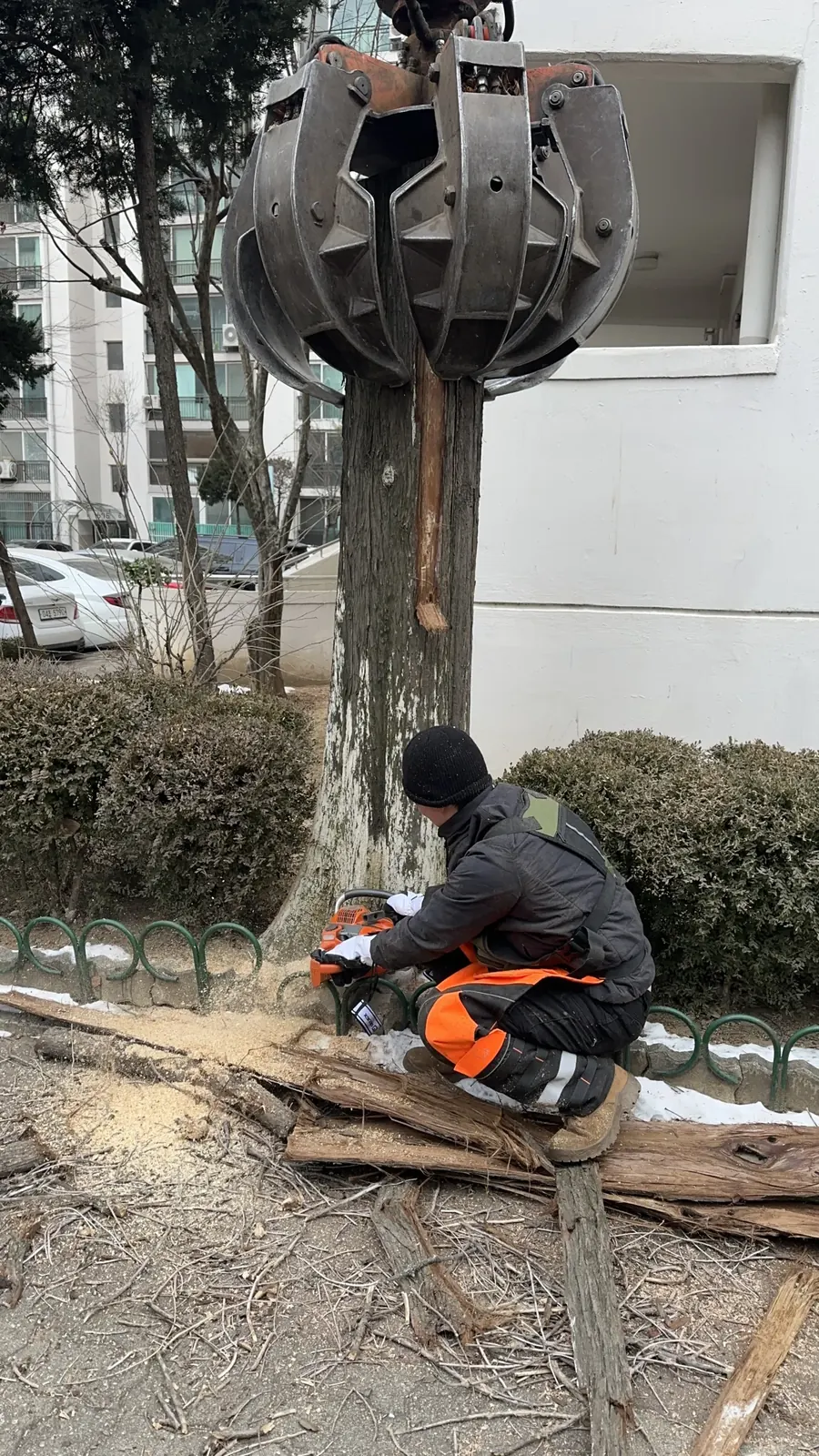 톱밥이 날리는 가운데 체인톱으로 나무 밑동을 절단하는 모습