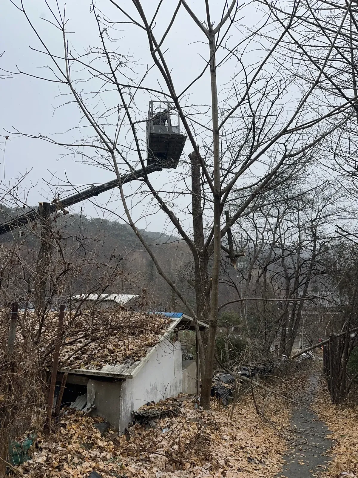 고소작업차 바스켓이 나무 가지 사이로 접근한 모습