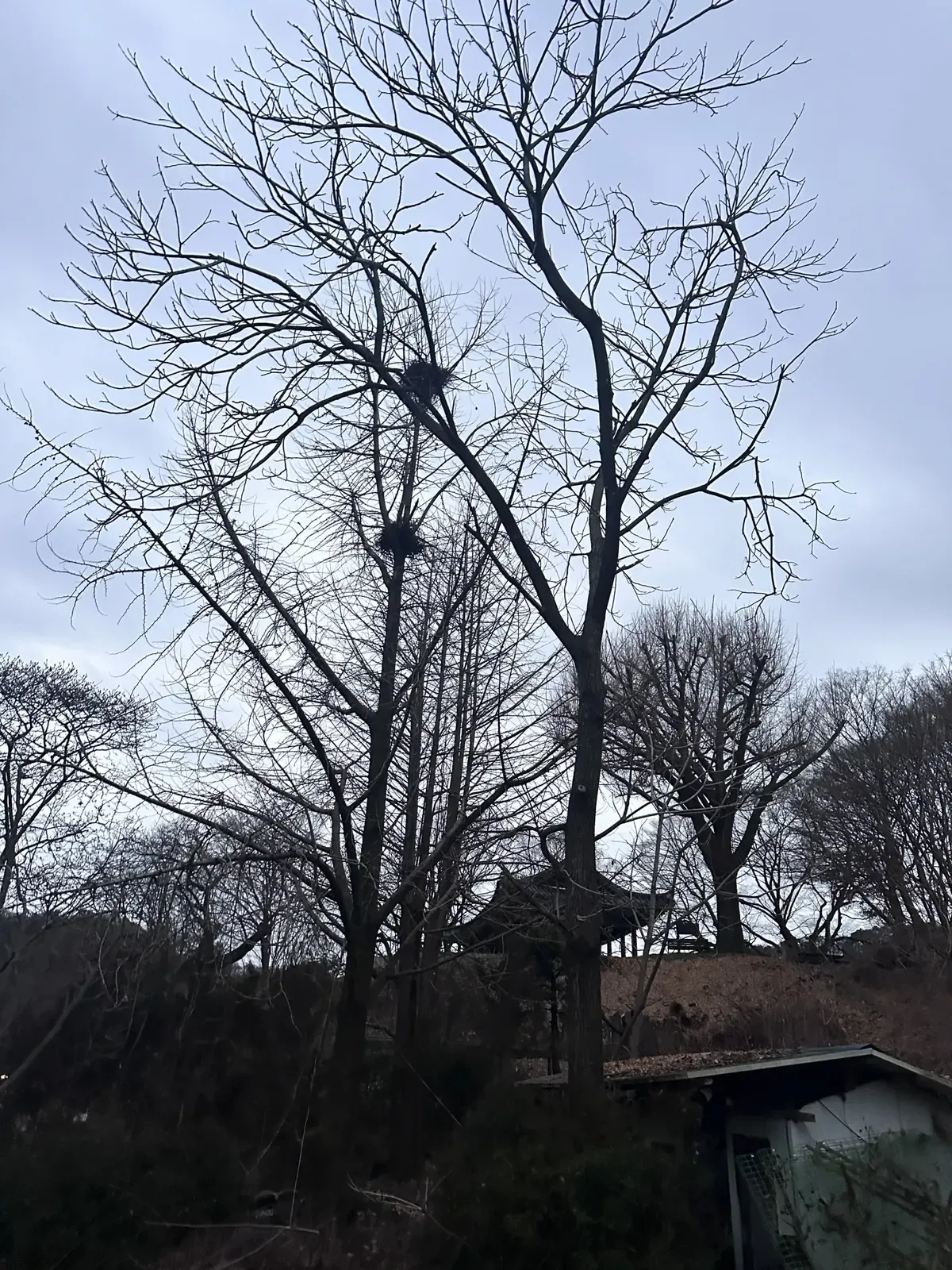 흐린 하늘 아래 가지가 넓게 뻗은 높은 나무가 서 있는 작업 전 모습