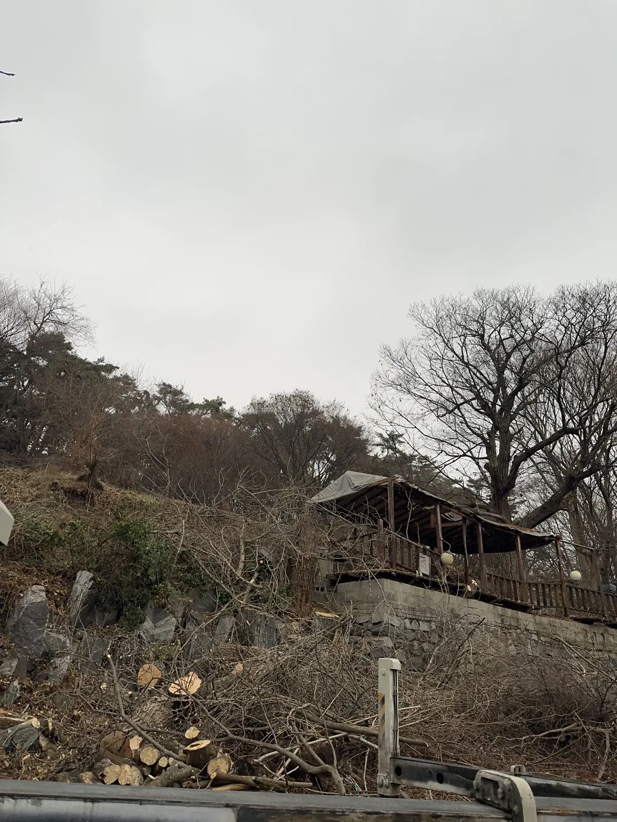 나무가 제거되고 잘린 통나무가 쌓여 있는 작업 후 모습, 뒤로 목조 정자가 보임