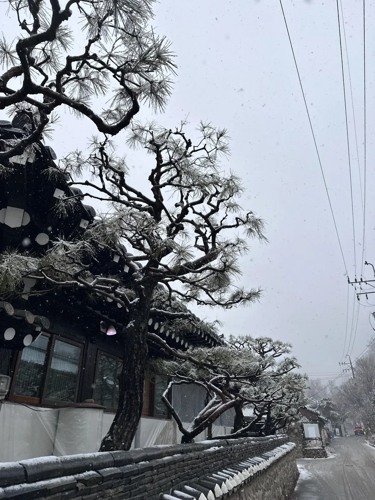 소나무 여러 그루가 전통건물 담장을 따라 늘어서 있고 전선이 가까이 지나는 모습