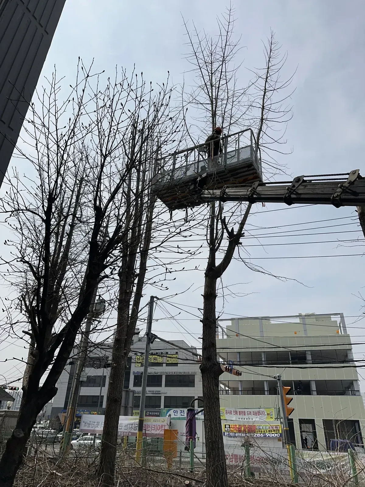 도로변 전선 옆에서 붐 끝의 바스켓이 나무 상단으로 올라간 모습