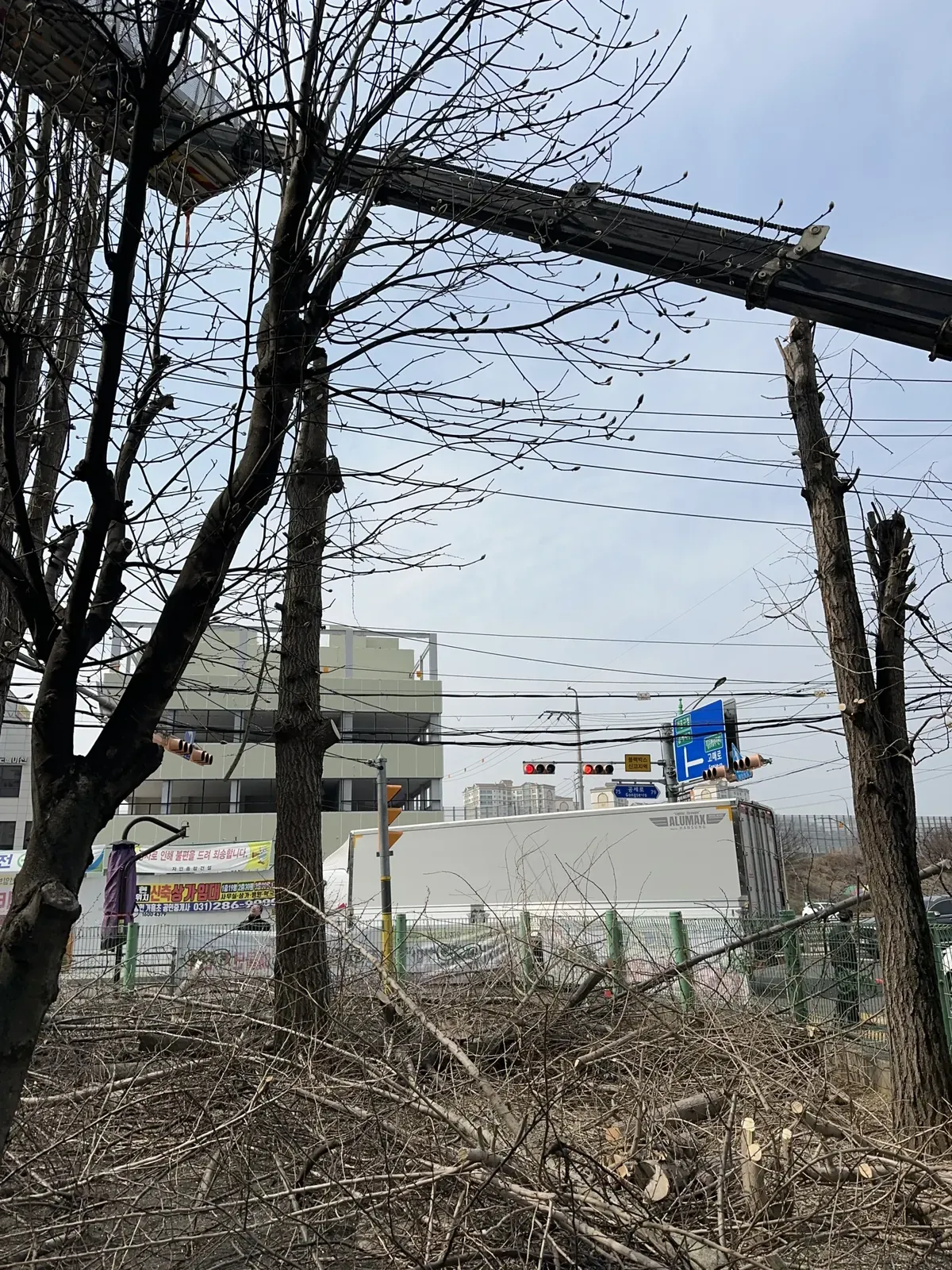 잘린 가지가 바닥에 쌓이고 줄기만 남은 도로변 나무들의 모습