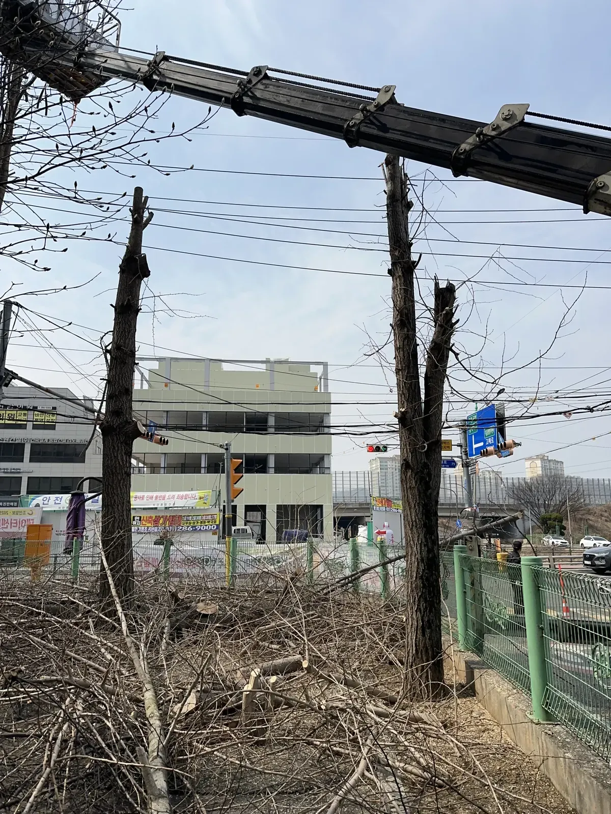 도로변 전선 옆에서 붐 끝의 바스켓이 나무 상단으로 올라간 모습