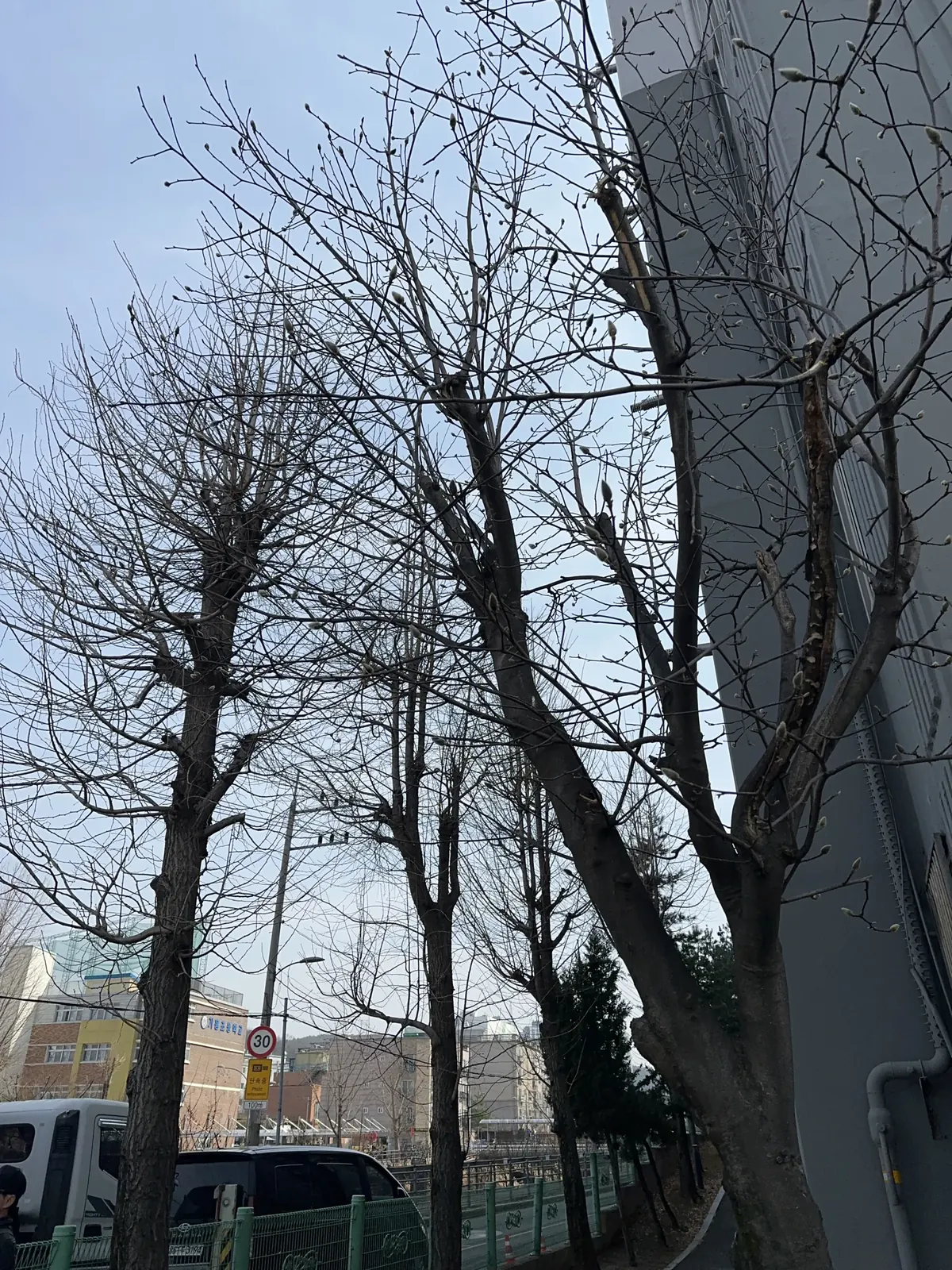 도로변 나무 여러 그루가 건물 외벽에 바짝 붙어 자란 모습